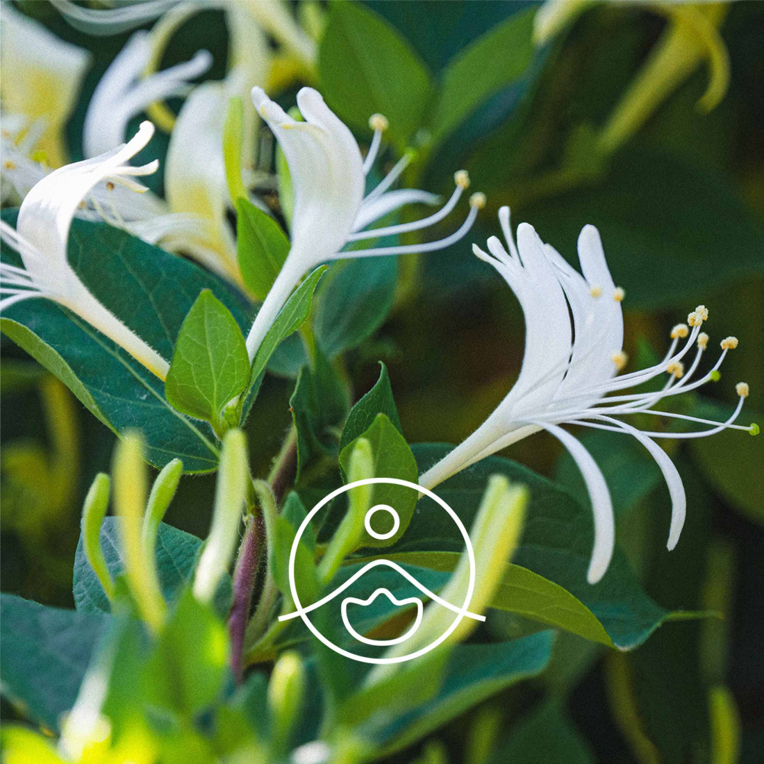 CO2 Extract Honeysuckle 