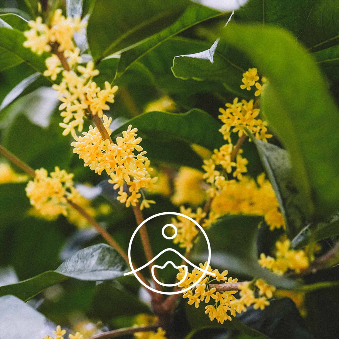 Osmanthus (Gold) Absolute 