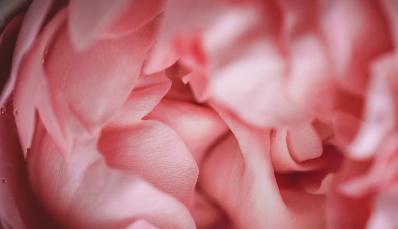 Absolues | Florihana