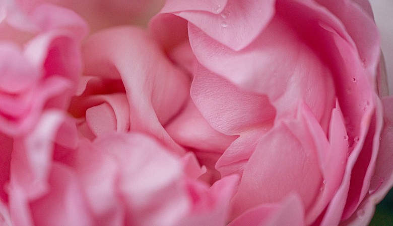 Rose-Based Skincare Products