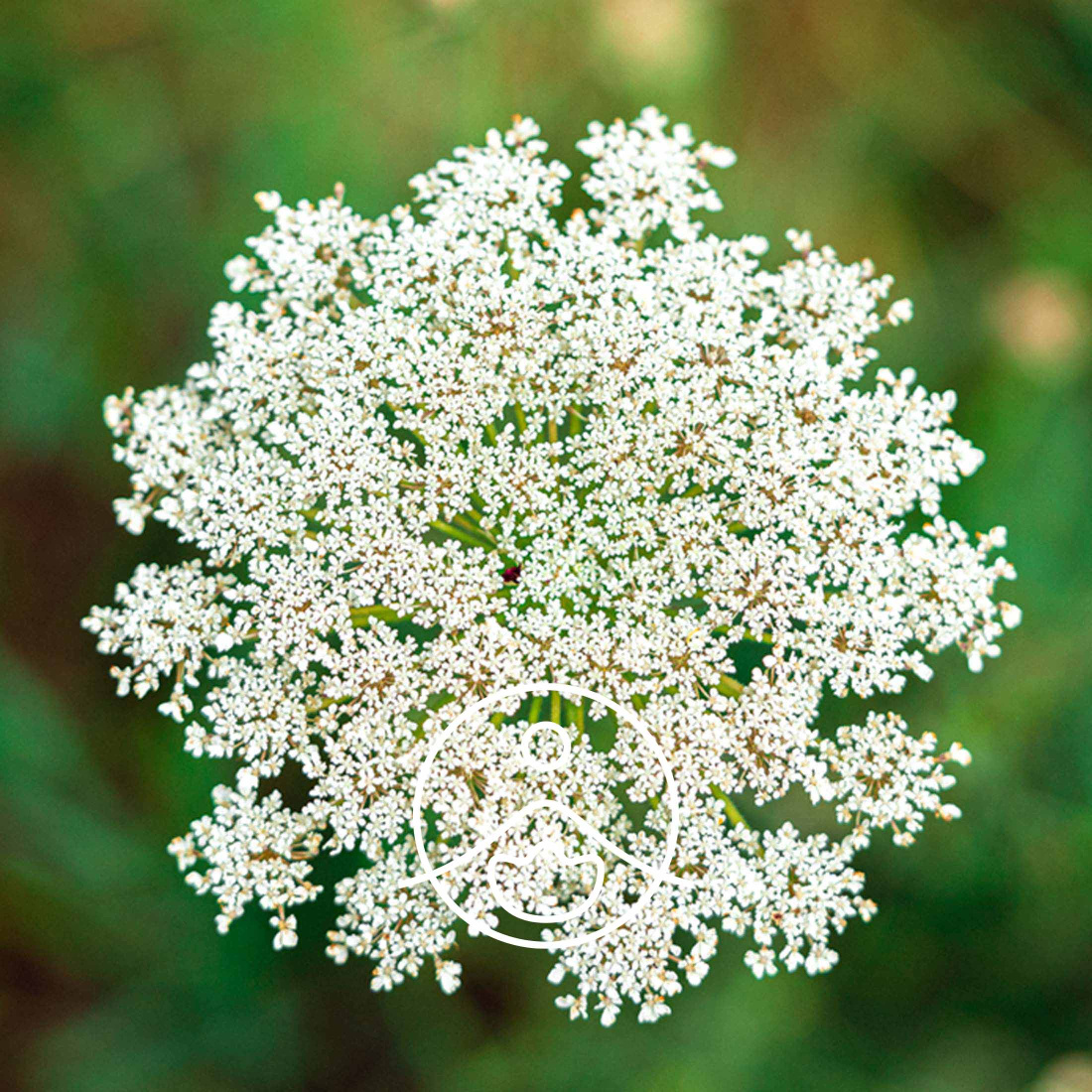 CO2 Extract Wild Carrot Organic 